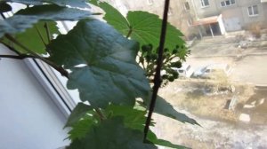 Виноград Красноярска.