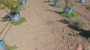 Голубика в мешках.