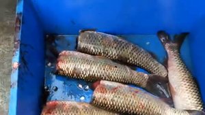 Машина и оборудование для обезглавливания рыбы, шина для удаления головы рыбы