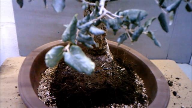 Transplante de ALCORNOQUE (Quercus Suber). 10/02/2019 смотреть онлайн