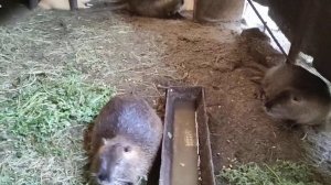 Нутрия черная канадская ощенилась!