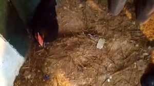 ВЕСЬ ДЕНЬ С НАМИ\СЕМЬЯ ПЕРОВЫХ\СИБИРЬ\