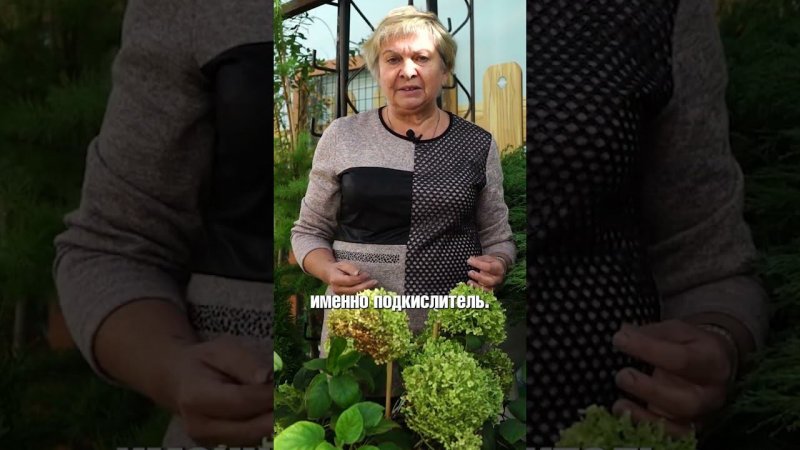 Почему гортензия пожелтела (часть 3)