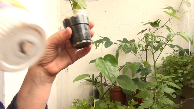 Посадка комнатных растений: объём посуды, компоненты грунта, дренаж смотреть онлайн