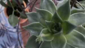 Эхеверия и ее цветение