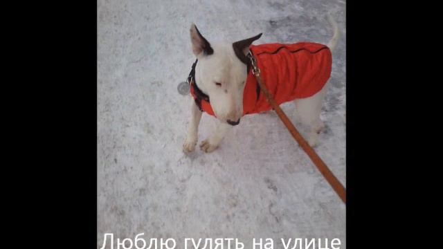 Бультерьер Семён, 4 года смотреть онлайн