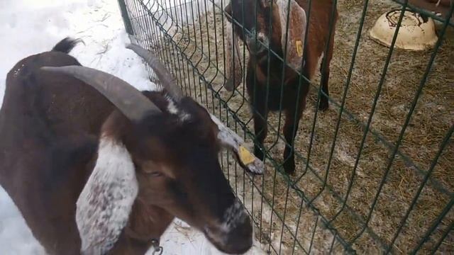 Если козел не на племя, то... смотреть онлайн