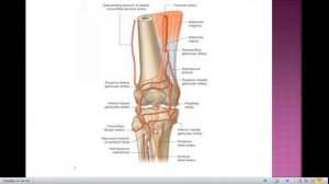 Анатомо-топографические принципы кровоснабжения и иннервации органов БП, таза и нижней конечности.