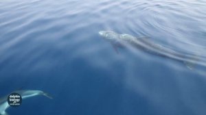 The Risso's dolphin of the Gulf of Corinth