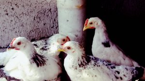 Вакцинация бар зидди бемории Ньюкасла штамм «Н»