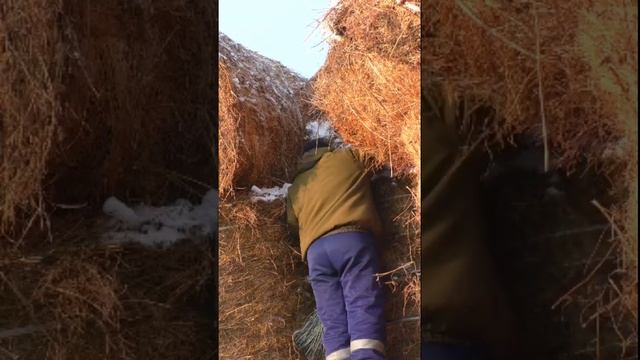 В деревне на сеновале февраль в Сибири #Баженит готовится к весне очищает рулоны сена от снега смотреть онлайн