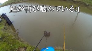 へらぶな釣り カリフォルニ