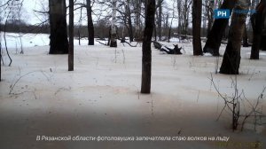 В Рязанской области фотоловушка запечатлела стаю волков на льду