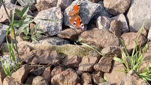 УДИВИТЕЛЬНО, но жизнь продолжается*Бабочки Павлиний Глаз...?