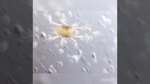 Почвенный клещ семейства Urodinychidae