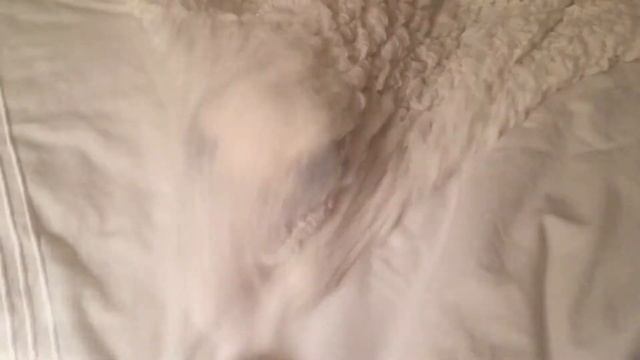 Ragdoll Kitten Attacks from Under the Blanket смотреть онлайн