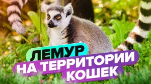 Новый житель на Территории Кошек? Кошачий лемур по имени Марго?