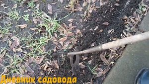 ПОСЛЕ ПОСЕВА ПЕТРУШКИ НА ЗИМУ ЭТИМ СПОСОБОМ ОНА ВЗОЙДЕТ ЩЕТКОЙ! Посев петрушки на зиму