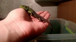 все о прытких ящерицах:Где водятся прыткие ящерицы