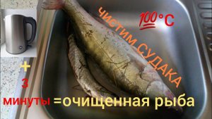 Как легко и быстро чистить судака от чешуи.