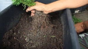 Упаковка сеянцев туи колоновидной Колумна с ОКС для пересылки. Хвойный дворик - хвойные почтой