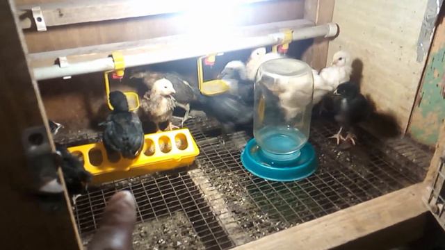 1 марта! Весна Обзор нашей птицы смотреть онлайн