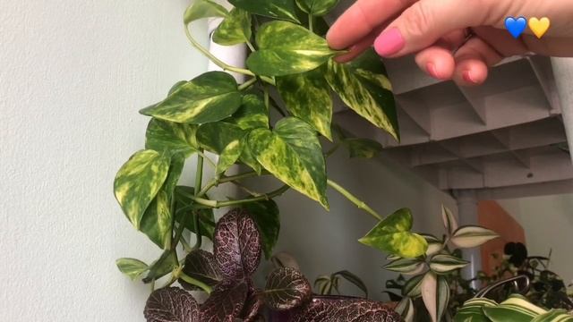 Простой уход за комнатными растениями ?/ Селючка из Северодонецка. смотреть онлайн