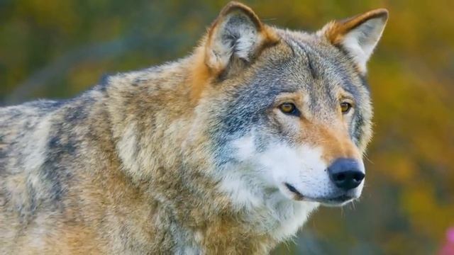 Стая волков окружила мужчину, который подобрал умирающего волчонка. Разорвут в клочья вместо спасиб