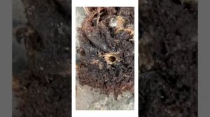 Залили замиокулькас! Долларовое дерево! Замиокулькас Зензи.