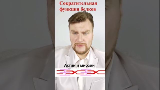 Сократительная функция белков. ЕГЭ Биология. ЕГЭ 2021.