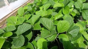 Клубника сорт Екатерина 2.