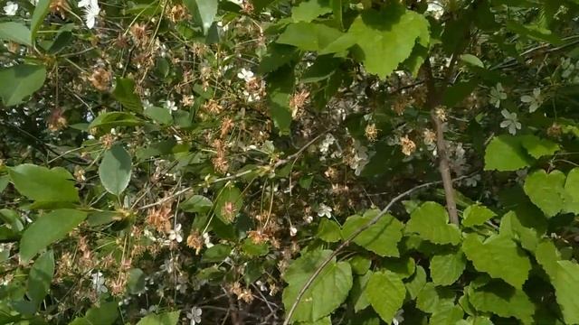 Как цветет вишня цветение вишни весной смотреть онлайн