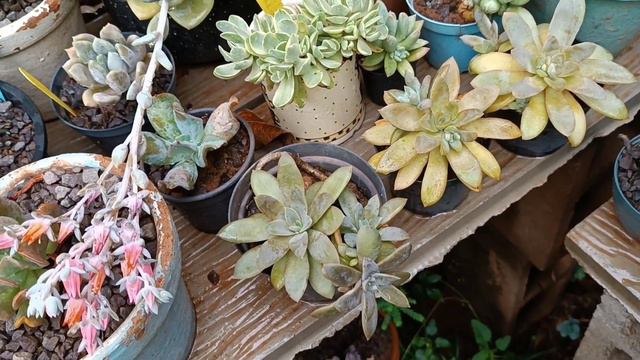 TOP 10 SUCULENTAS QUE FICAM AO TEMPO NO MEU JARDIM смотреть онлайн