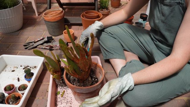 Repotting some Cacti and Succulents! смотреть онлайн