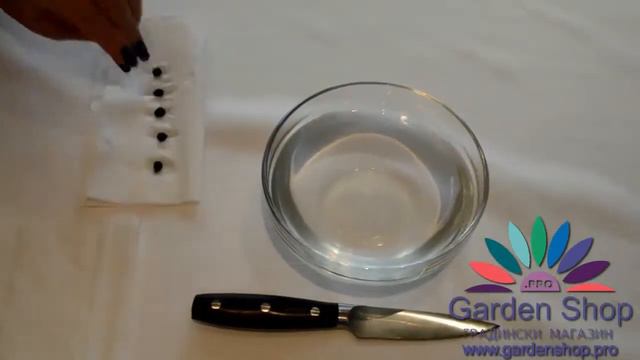 Nasıl Strelitzia reginae bitki (Kuş bir cennet, Vinç Çiçek) смотреть онлайн