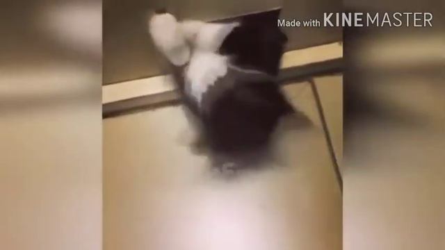 Смешное видео про животных, башенного Майнкрафтера и многое другое! смотреть онлайн