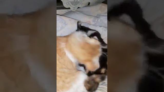 Кошки играют|Kittens are playing