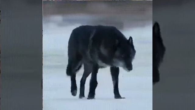 Чёрный волк