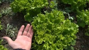 Поливаем и срезаем первый салат