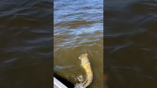 Як "відкосити" від онлайн навчання? 😵 смотреть онлайн