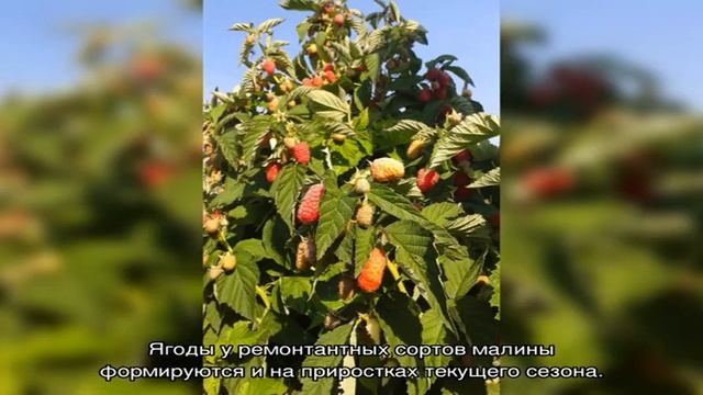 Малиновое дерево Таруса — самый урожайный сорт