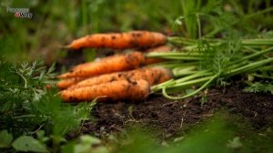 В Августе дайте моркови соль и будете собирать сладкий урожай мешками!!! Уход за морковью!