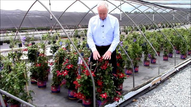 Best Flowering Vines - Clematis Rebecca™, Raymond Evison® Clematis by Overdvest Nurseries смотреть онлайн