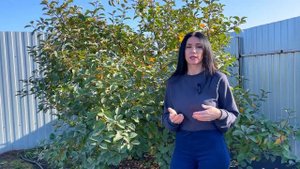 Яблоня ВЭМ жёлтый! Описание, уход, урожай!