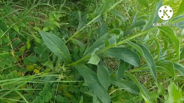 Наперстянка крупноцветковая - сердечное лекарство. Эффективное, но и опасное.