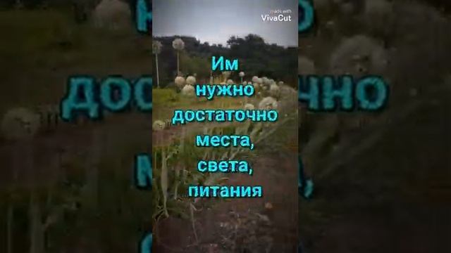 Что посадить в грядки лука?