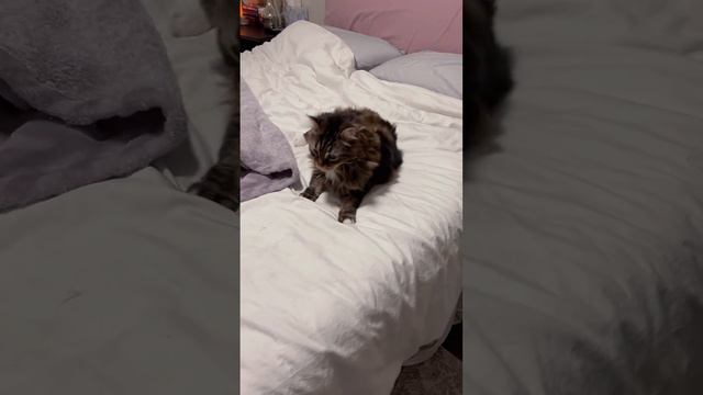 A little spin and a little goose 🌀  #mainecoon #cat #funnycatvideos #funnycats #catlover #catlife