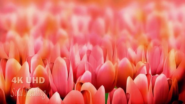 Soothing Piano Music and Beautiful Tulip Flowers: A Relaxing Escape for Stress Relief смотреть онлайн