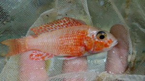 Красивая самка аулонокара орхидея