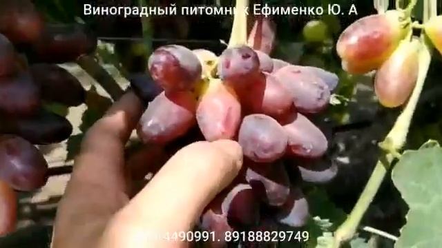 Виноград Днепровский Сувенир смотреть онлайн